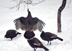 1_turkey_jumping.jpg thumbnail