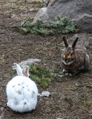 White Hares in a Brown Forest thumbnail