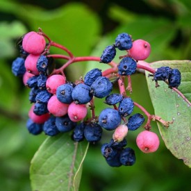 Wild Raisin thumbnail