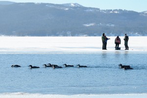 Rescuing Iced-In Loons thumbnail