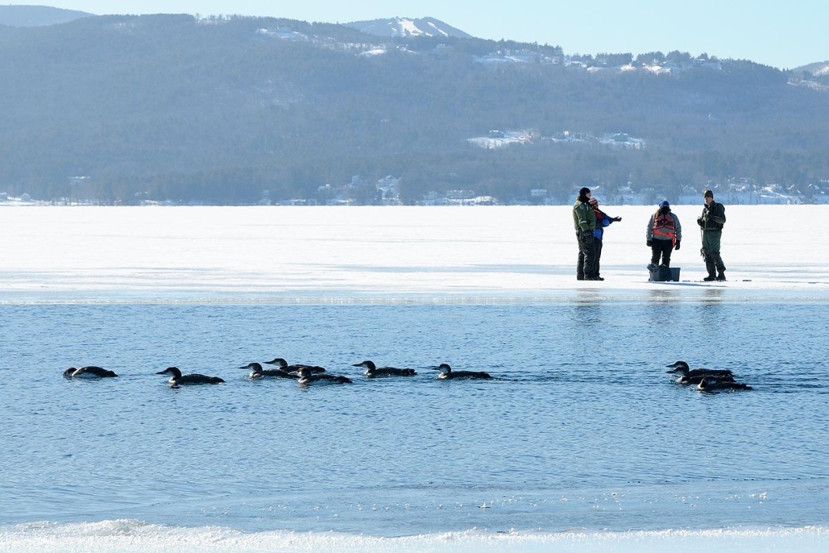 Rescuing Iced-In Loons