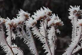 1_Winterweeds_Web.jpg thumbnail