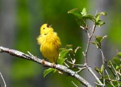 Yellow warbler Photo: Karinne Heise