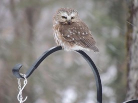 1dscn3844_web.jpg thumbnail