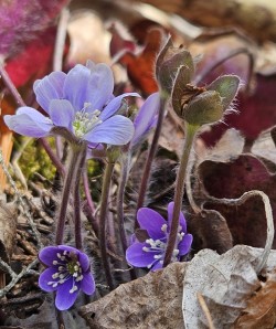 Hepatica bloom Photo: Tammis Coffin