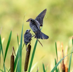 Blackbird feeeding Photo: Stephania Johnson
