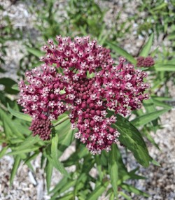 Rose milkweed Photo: Emily S. Rowe