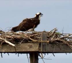 Osprey Photo: Ross Lanius