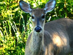 Deer Photo: Rebecca R. Linton