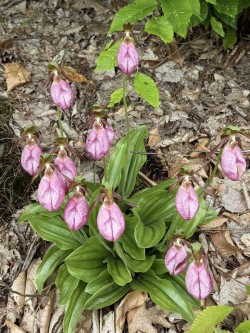 Ladys slippers Photo: David Nallett