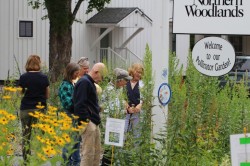 Nancy plants Photo: Ann Little