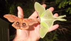 Polyphemus and luna Photo: Jay Remington