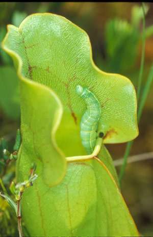 20050609Sarracenia_with_QuakerMothSWR.jpg