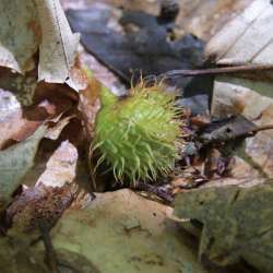 Beech Nut Photo: AM Dannis