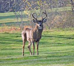 Big Buck Photo: Tami Gingrich