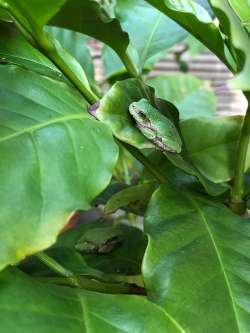 Tree frogs Photo: Mary Droege