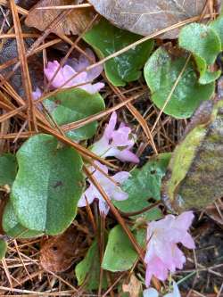 Trailing arbutus Photo: Frederick G. Thurber