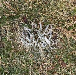 Frosty grass Photo: Mollie Babize