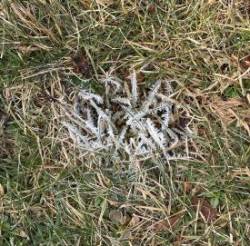 Frosty grass Photo: Mollie Babize