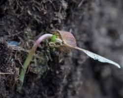 Baby Maple Photo: AM Dannis