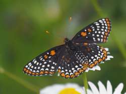 Baltimore checkerspot Photo: Charlie Schwarz