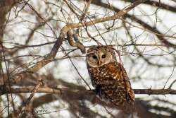 Barred owl Photo: Benjamin Wymer