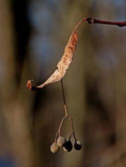 Basswood Photo: Charlie Schwarz