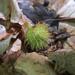 Beech Nut Photo: AM Dannis