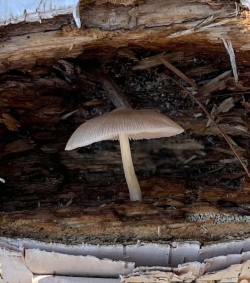 Fungus on tree Photo: Carol Conant