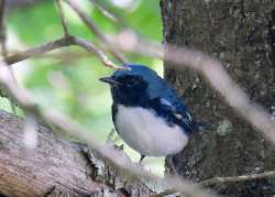 Blue warbler Photo: Karinne Heise