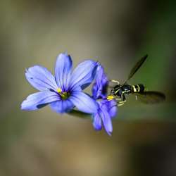 Blue-eyed grass Photo: Sandy Dannis