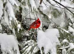 Cardinal in snow Photo: Karen Goulet