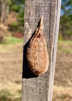 Mantis eggs Photo: Jay Cary