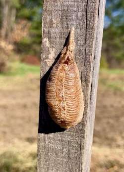 Mantis eggs Photo: Jay Cary