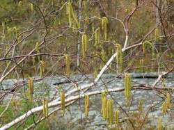 Birch catkins Photo: Debra Clough