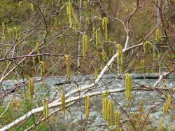 Birch catkins Photo: Debra Clough