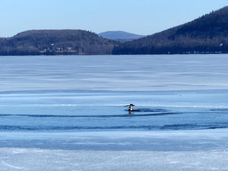 Loon rescue