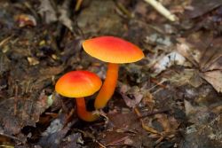 Mushrooms Photo: Tom Grett