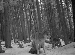 20_coyote_marking1.jpg
