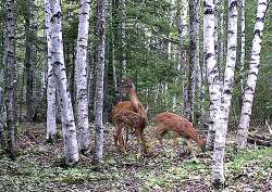 20_deerfamily_july_24.jpg