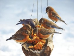 Eastern Bluebird Photo: Tami Gingrich