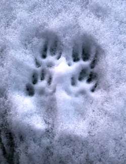 Ermine tracks Photo: Kirk Gentalen