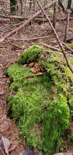 Forest food Photo: Susan Lichty