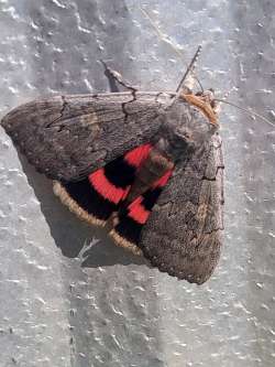 Pink Underwing Photo: Glenn Foster