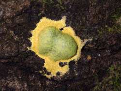 Slime mold Photo: Frank Kaczmarek