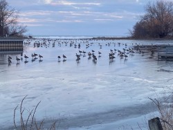 Geese Photo: Bonnie Benton
