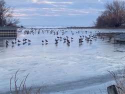 Geese Photo: Bonnie Benton