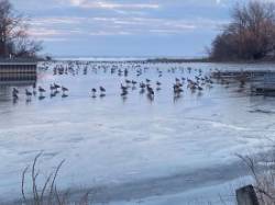 Geese Photo: Bonnie Benton