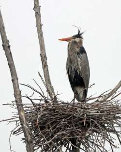 Great heron Photo: Sheri Larsen