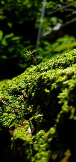 Hemlock regeneration Photo: Galen Kilbride